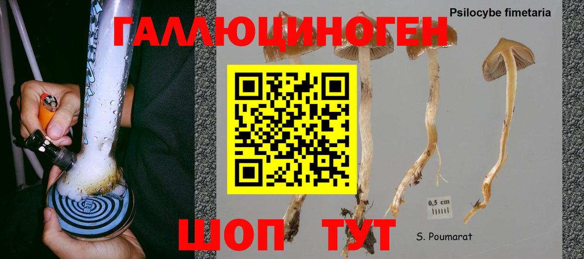 Старая Купавна  Псилоцибиновые грибы Cubensis  Вход с VPN 